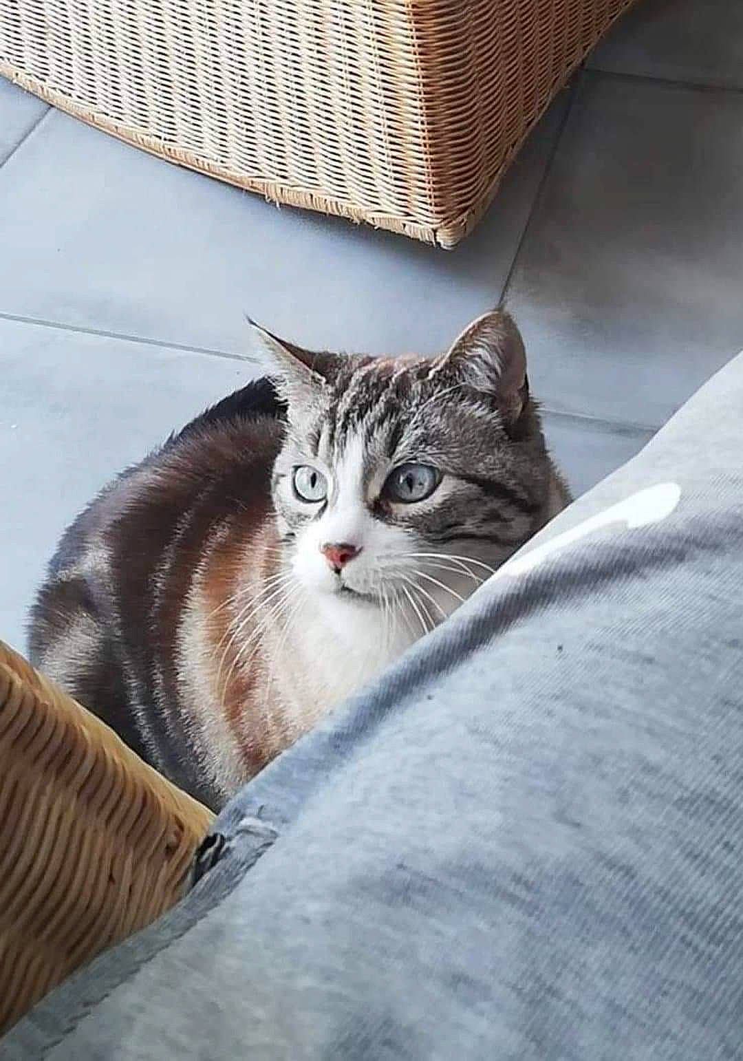 Kitty a rejoint le concours — aidez-le/la à gagner de superbes lots ! aegean_cat, american_shorthair, american_wirehair, asian, carnivore, cat, domestic_short_haired_cat, dragon_li, european_shorthair, felidae, kitten, mammal, small_to_medium_sized_cats, tabby_cat, whiskers