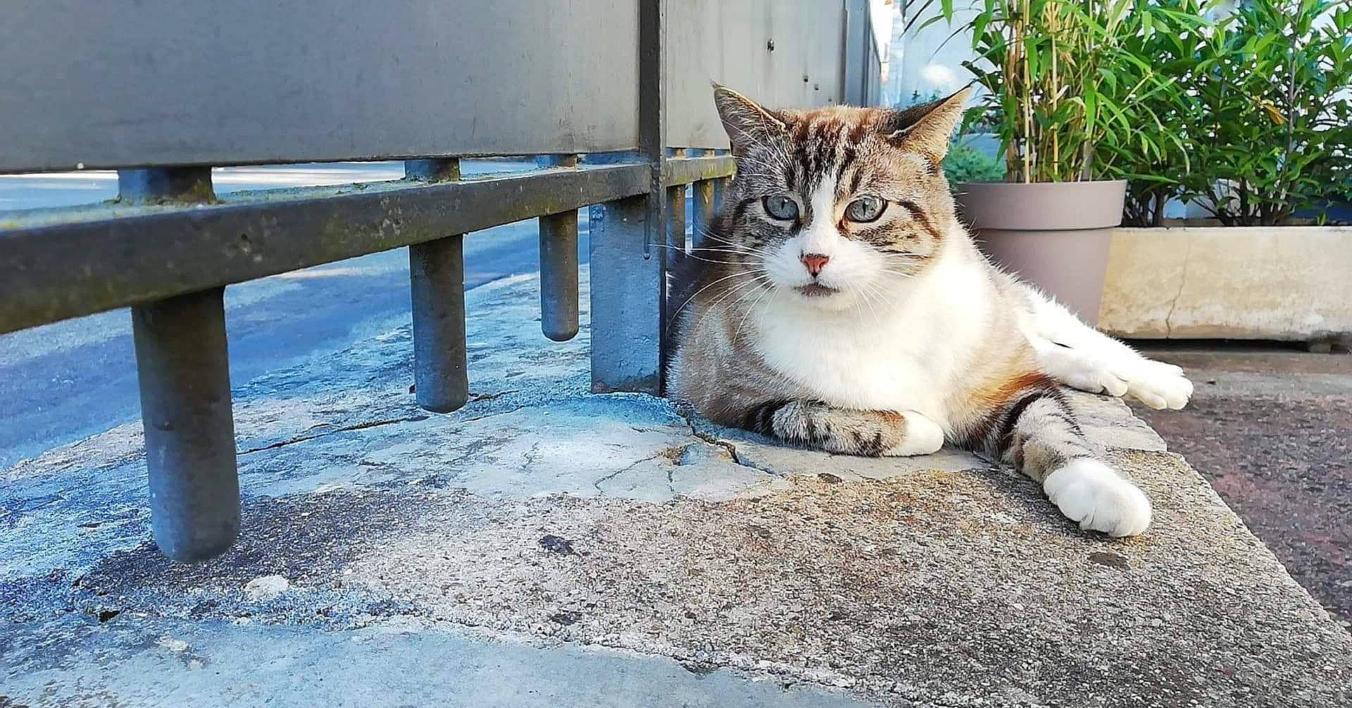 Kitty participe au concours pour gagner de l'argent avec cette photo : aegean_cat, asian, carnivore, cat, domestic_short_haired_cat, european_shorthair, eye, felidae, kitten, ojos_azules, polydactyl_cat, sitting, small_to_medium_sized_cats, snout, tabby_cat, whiskers, wild_cat