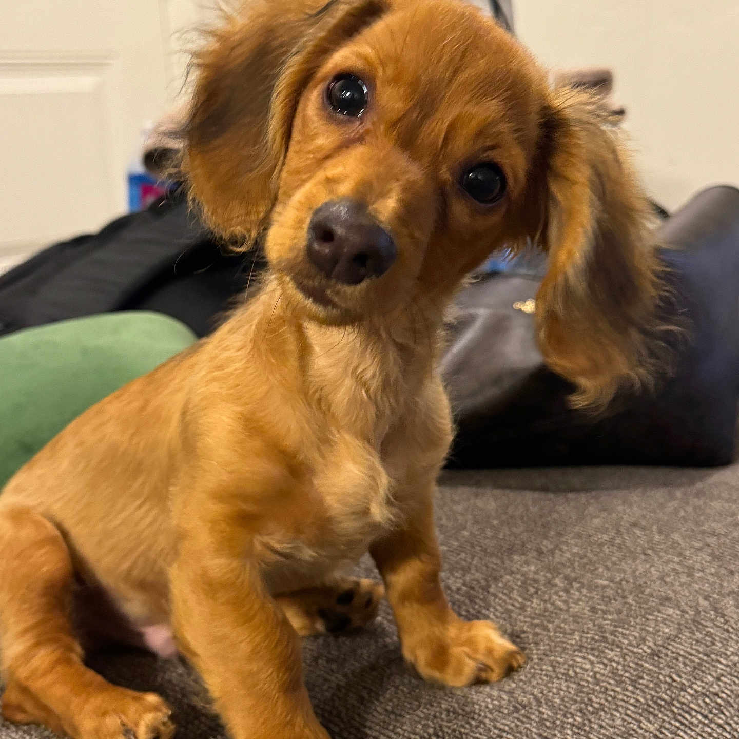 Slinky joined the competition — help win amazing prizes! adorable, animal, brown, canine, closeup, cute, dog, domestic, eyes, floor, fur, furniture, head_tilt, indoor, mammal, pet, portrait, puppy, sitting, young