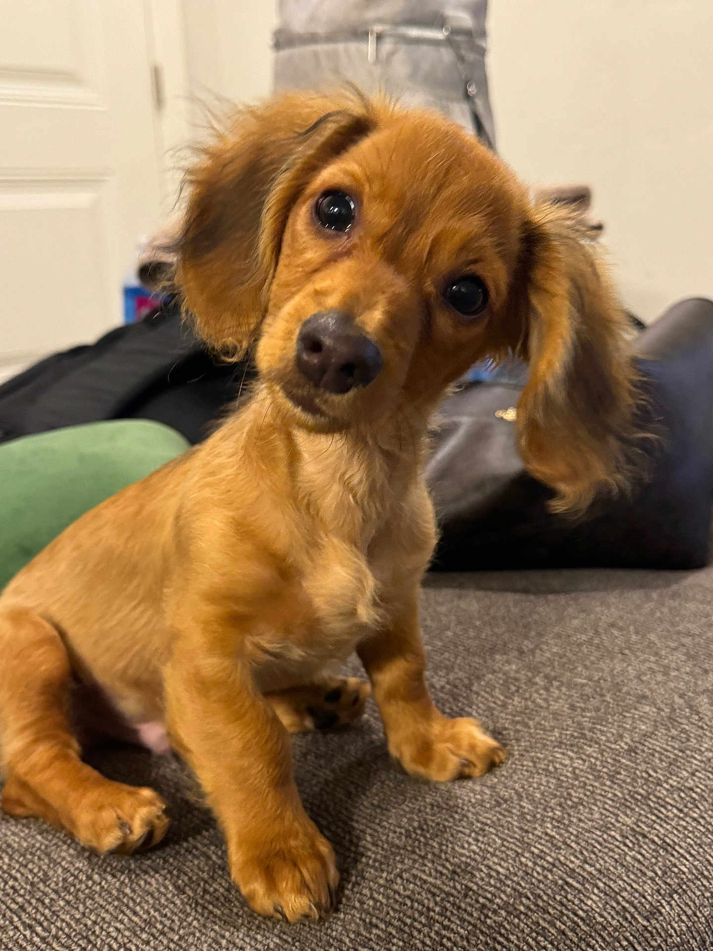 Slinky joined the competition — help win amazing prizes! puppy, dog, pet, cute, brown, fur, indoor, closeup, eyes, head_tilt, adorable, sitting, young, animal, mammal, canine, domestic, portrait, furniture, floor