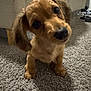 puppy, dog, carpet, indoor, brown, cute, pet, animal, small, ears, floor, furniture, couch, domestic, looking_up, young, fur, canine, companion, adorable