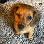 Slinky is registered to the contest to win money with this photo: puppy, dog, pet, winking, carpet, cute, small, fur, brown, indoors, animal, looking_up, adorable, young, fluffy, face, ears, floor, home, mischievous