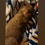 Slinky joined the competition — help win amazing prizes! puppy, dog, sleeping, blanket, striped_blanket, cozy, cute, pet, fur, napping, tongue_out, resting, animal, domestic_animal, indoor, warm, comfort, small_dog, brown_fur, relaxed