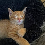 Leo is registered to the contest to win money with this photo: adorable, animal, blanket, cat, cozy, cute, domestic_cat, fur, furry, indoor, kitten, orange_cat, paw, pet, relaxed, resting, sleeping, soft, whiskers, young
