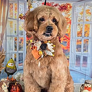 Cooper joined the competition — help win amazing prizes! dog, autumn, fall, decorations, plush_toys, pumpkin, window, curtains, indoor, brown_fur, bow, leaf, pine_cone, flower, orange, yellow, cozy, seasonal, cute, pet