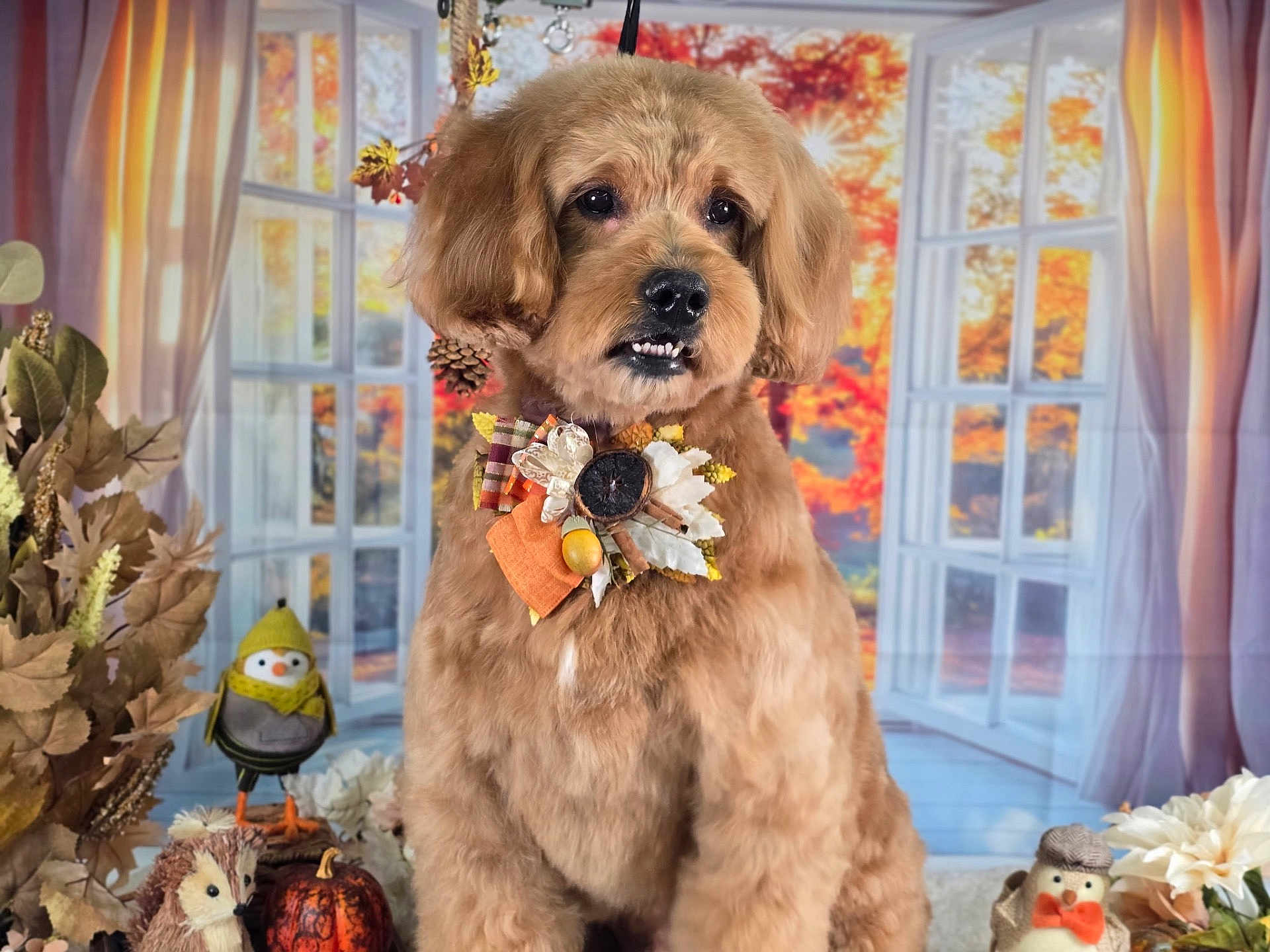 Cooper joined the competition — help win amazing prizes! dog, autumn, fall, decorations, plush_toys, pumpkin, window, curtains, indoor, brown_fur, bow, leaf, pine_cone, flower, orange, yellow, cozy, seasonal, cute, pet