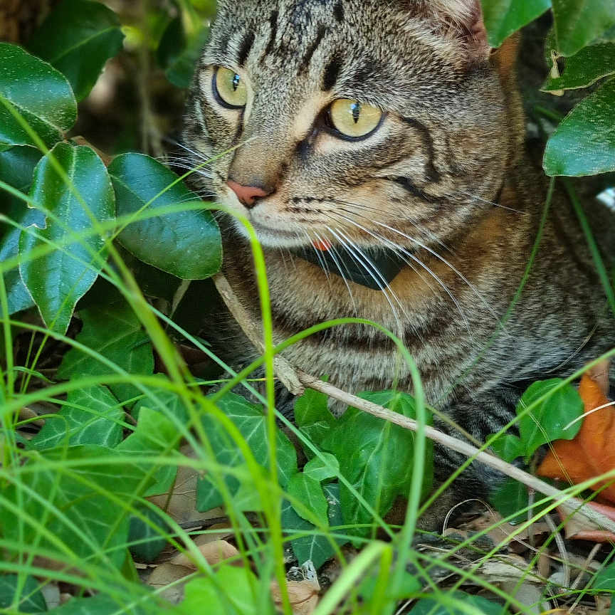 Méca participe au concours pour gagner de l'argent avec cette photo : abyssinian, animal, cat, flower, grass, green, herbal, herbs, ivy, jungle, kitten, leaf, manx, nature, outdoors, pet, plant, soil, tree, vegetation