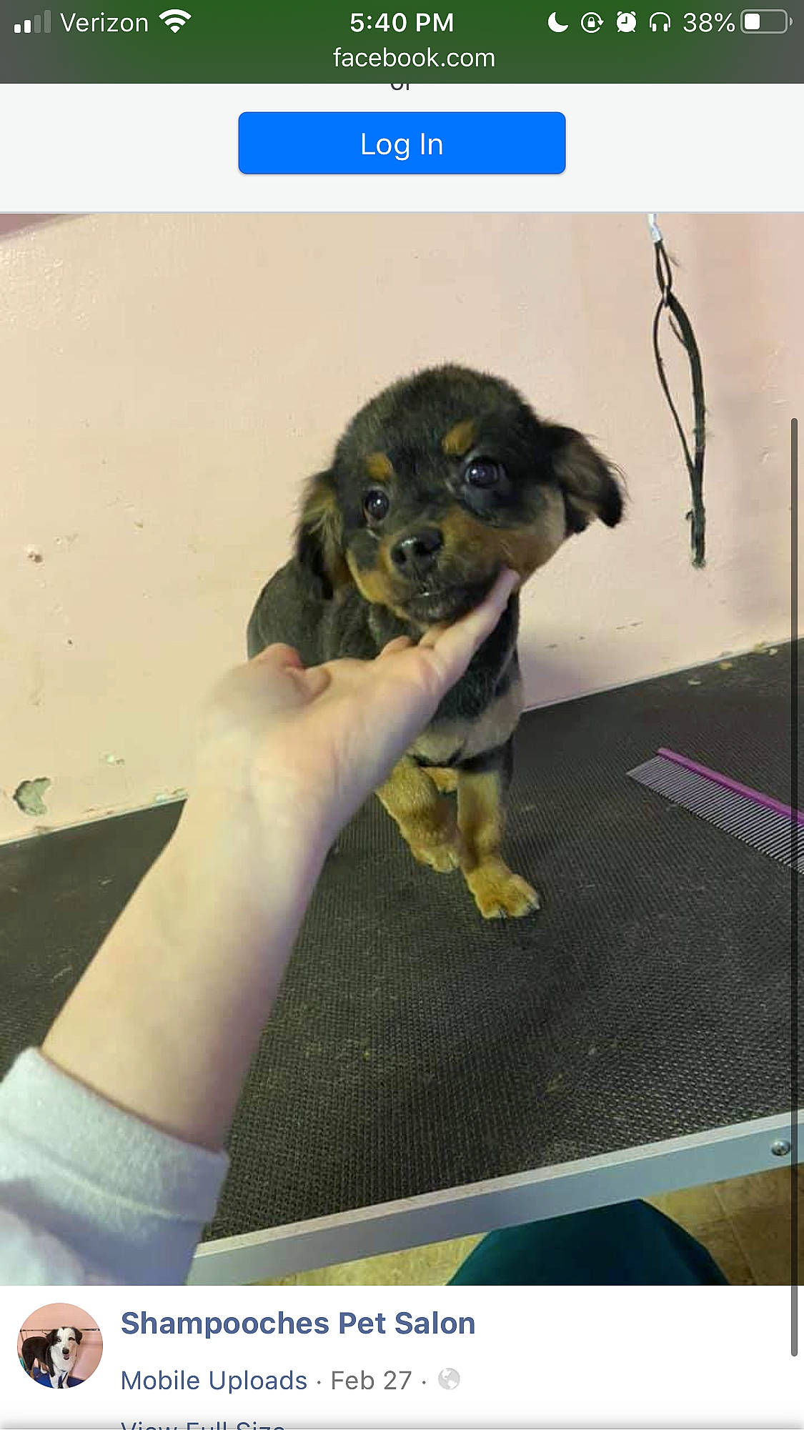 Jaxs is registered to the contest to win money with this photo: canidae, carnivore, chihuahua, companion_dog, dog, dog_breed, fawn, mammal, photo_caption, puppy, sporting_group, toy_dog