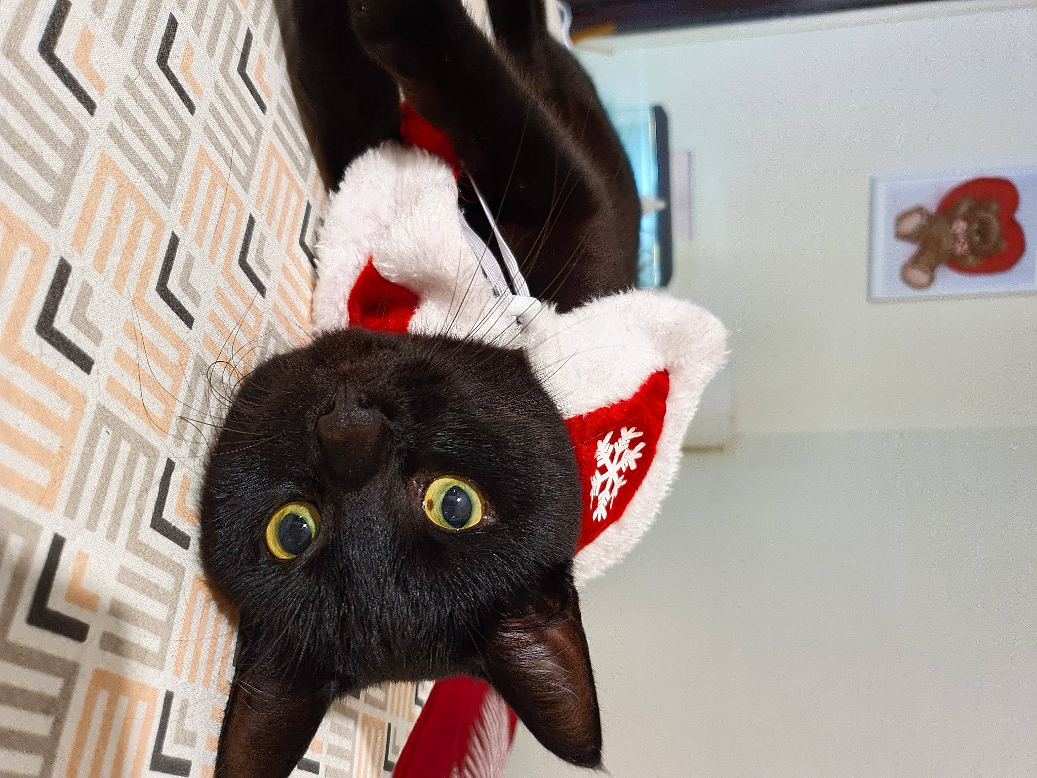 Ticoeur participe au concours pour gagner de l'argent avec cette photo : cap, carnivore, cat, costume_hat, domestic_short_haired_cat, fashion_accessory, fawn, felidae, fur, headgear, plush, red, small_to_medium_sized_cats, snout, stuffed_toy, sunglasses, tail, toy, vertebrate, whiskers