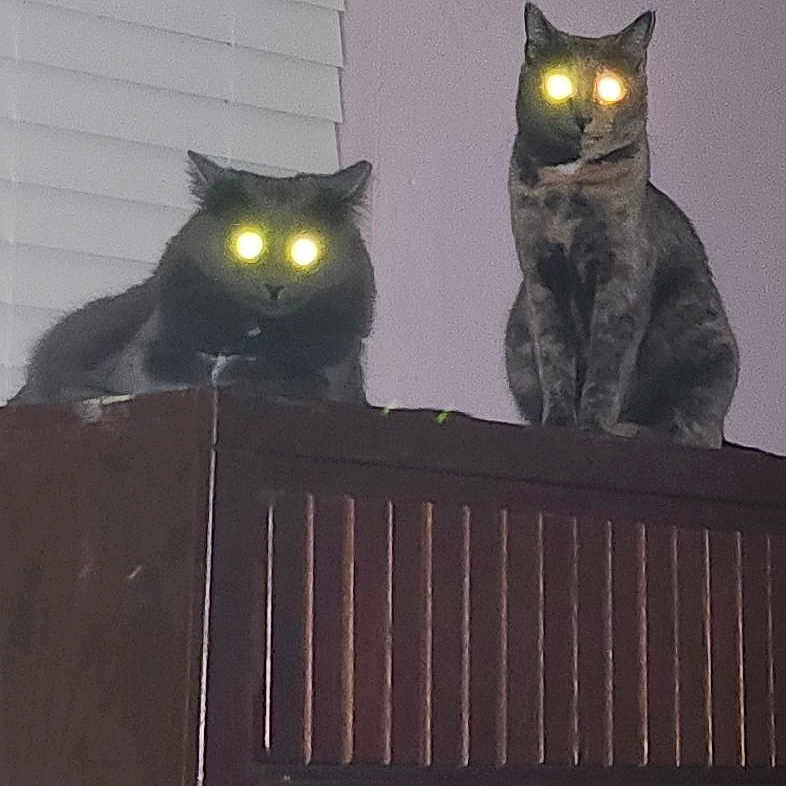 Abby And Lucy is registered to the contest to win money with this photo: abyssinian, animal, appliance, bed, blackcat, cat, couch, device, drawer, egyptiancat, electricaldevice, electronics, furniture, indoors, lighting, manx, pet, plant, pottedplant, radiator