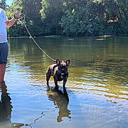Levii joined the competition — help win amazing prizes! animal, calm, canine, daytime, dog, forest, leash, nature, outdoor, person, pet, reflection, river, shallow_water, standing, summer, sunlight, trees, walking, water