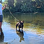 animal, calm, canine, daytime, dog, forest, leash, nature, outdoor, person, pet, reflection, river, shallow_water, standing, summer, sunlight, trees, walking, water