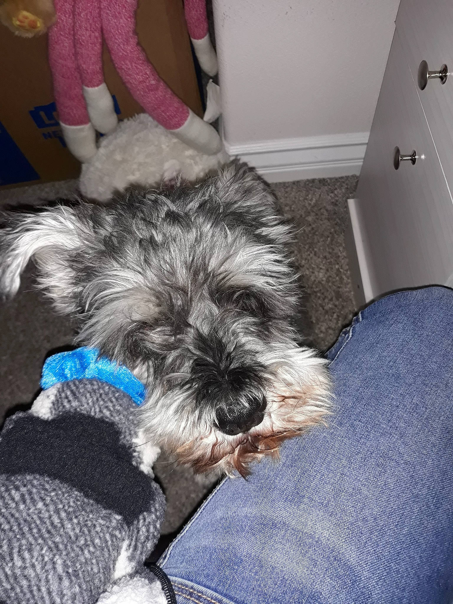 Oliver joined the competition — help win amazing prizes! affenpinscher, bolonka, canidae, carnivore, dog, dog_breed, ear, glen_of_imaal_terrier, mammal, miniature_schnauzer, morkie, puppy, schnauzer, schnoodle, small_terrier, snout, sporting_group, standard_schnauzer, terrier, vertebrate