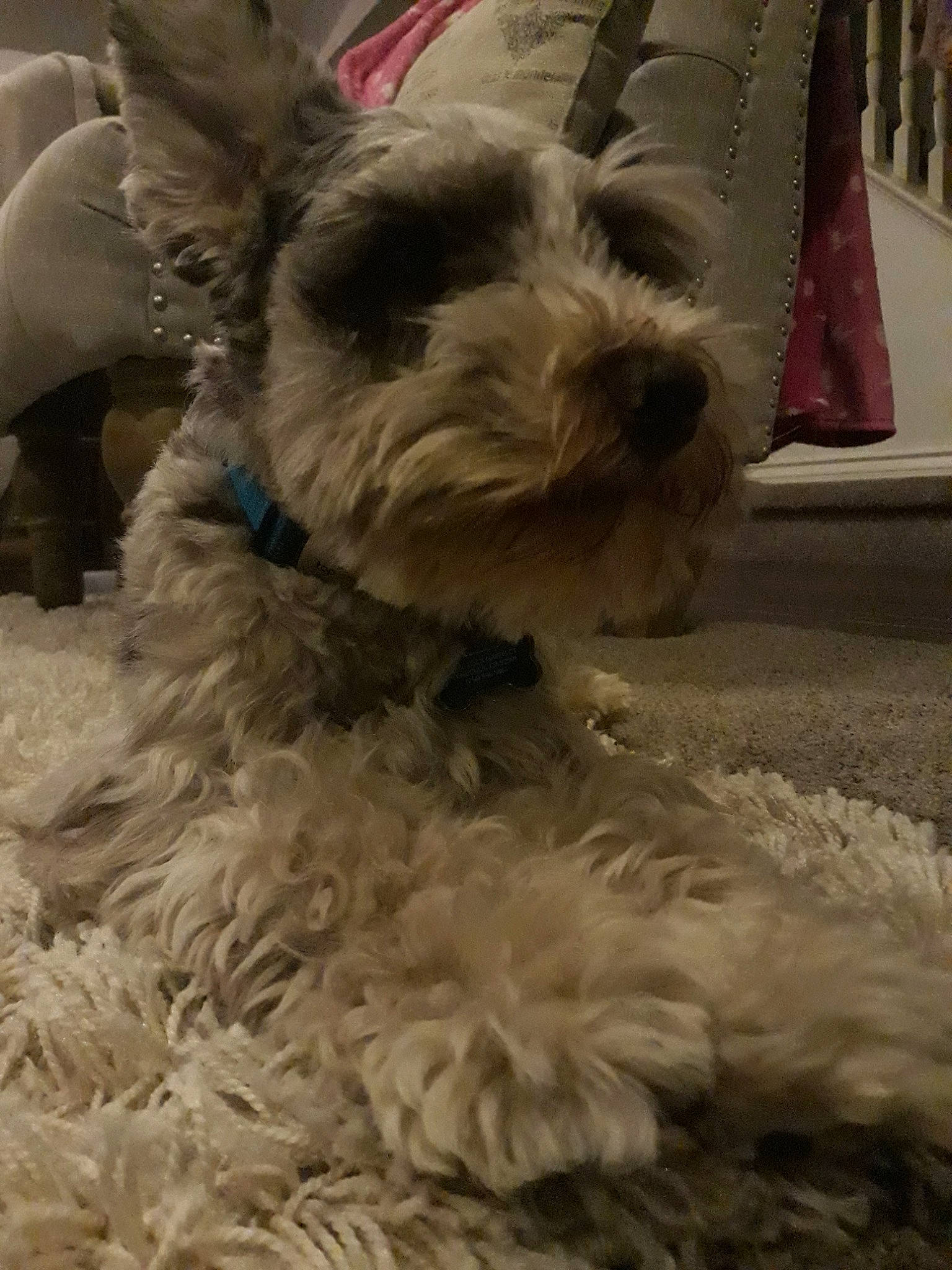 Monty is registered to the contest to win money with this photo: canidae, carnivore, companion_dog, dog, dog_breed, irish_soft_coated_wheaten_terrier, mammal, miniature_schnauzer, puppy, rare_breed_dog, schnauzer, schnoodle, sealyham_terrier, small_terrier, snout, standard_schnauzer, terrier, toy_dog, vertebrate, west_highland_white_terrier