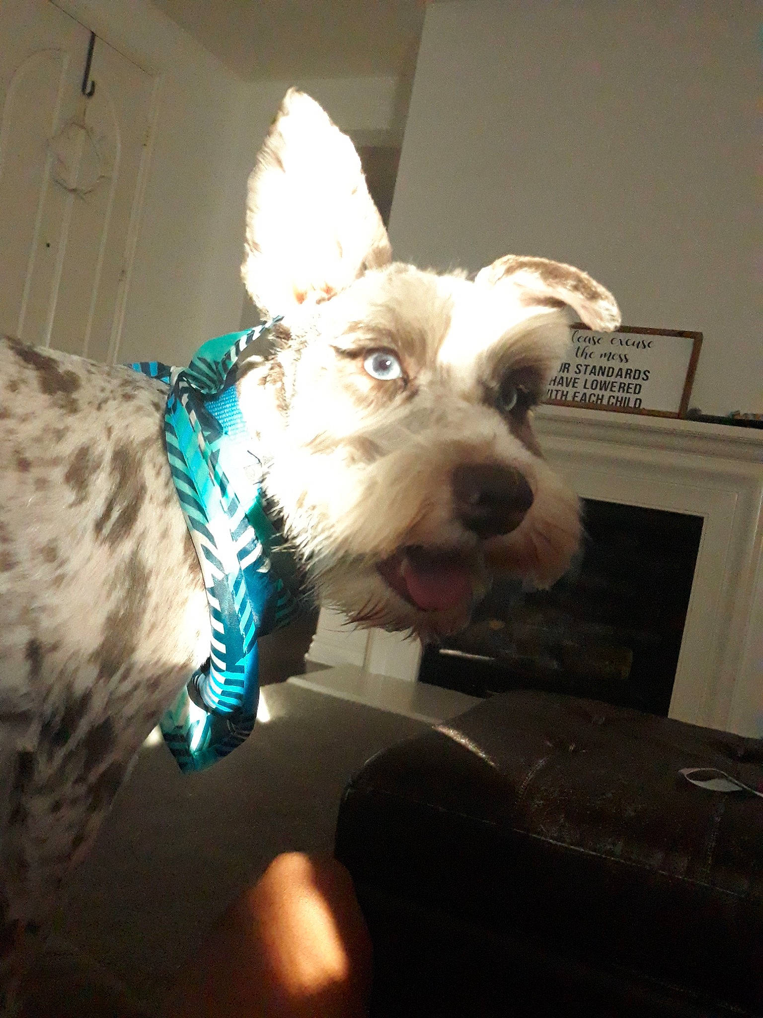 Monty is registered to the contest to win money with this photo: canidae, carnivore, companion_dog, dog, dog_breed, ear, fur, mammal, miniature_schnauzer, puppy, rare_breed_dog, schnauzer, schnoodle, small_terrier, snout, sporting_lucas_terrier, standard_schnauzer, terrier, toy_dog, west_highland_white_terrier