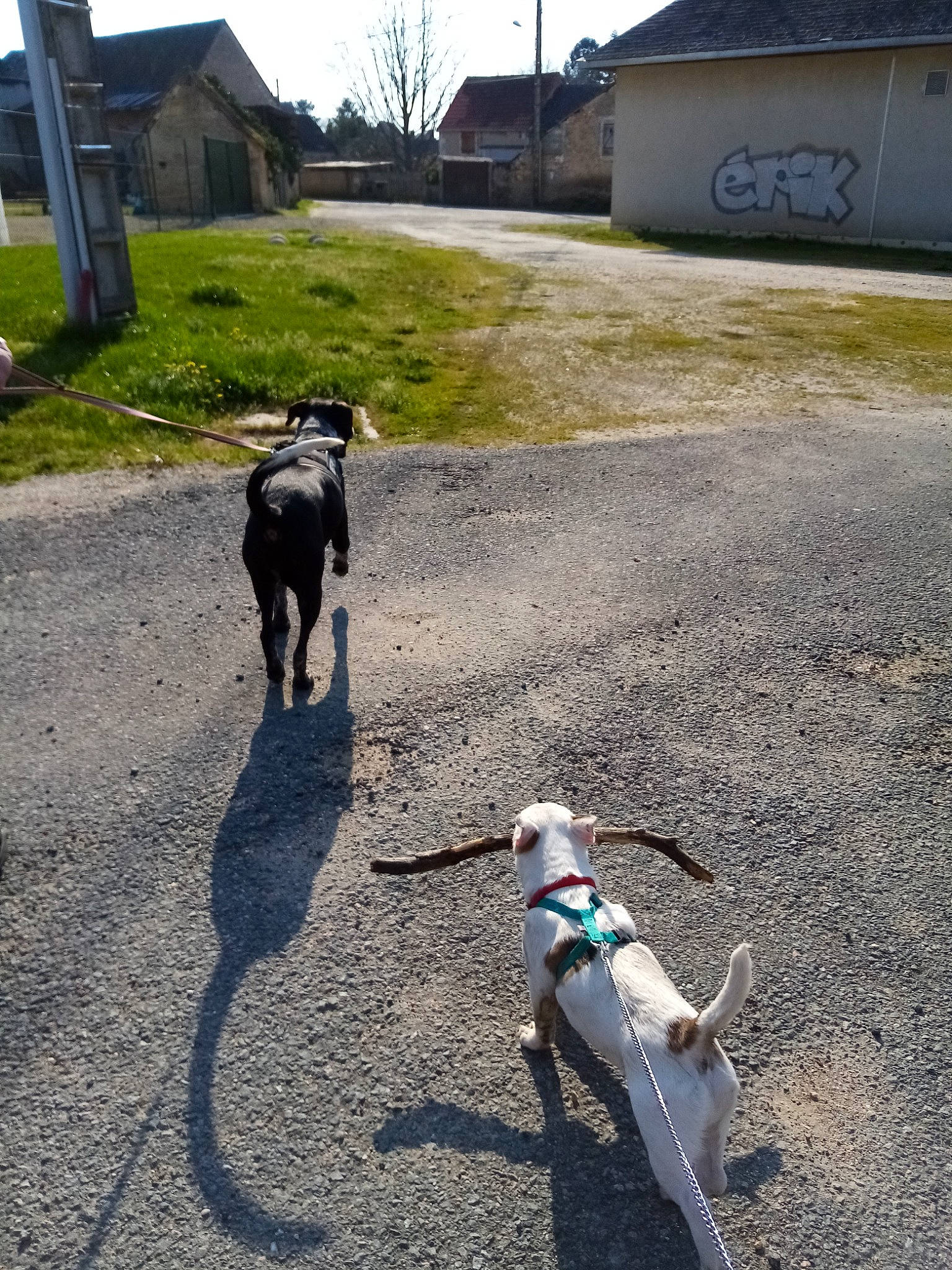 Popy participe au concours pour gagner de l'argent avec cette photo : asphalt, boston_terrier, canidae, carnivore, dog, dog_breed, dog_walking, guard_dog, leash, non_sporting_group, road_surface, soil, sporting_group, tail, working_dog