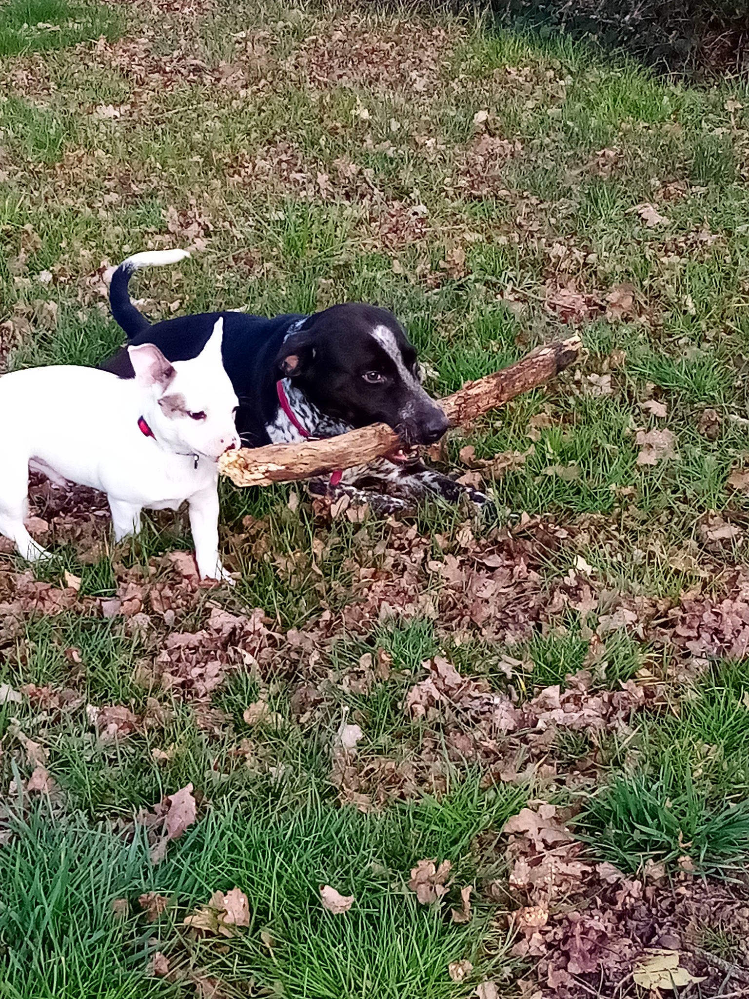 Popy participe au concours pour gagner de l'argent avec cette photo : canidae, carnivore, danish_swedish_farmdog, dog, dog_breed, grass, hunting_dog, mammal, plant, pointer, puppy, rat_terrier, smooth_fox_terrier, sporting_group, tail, terrier, treeing_feist