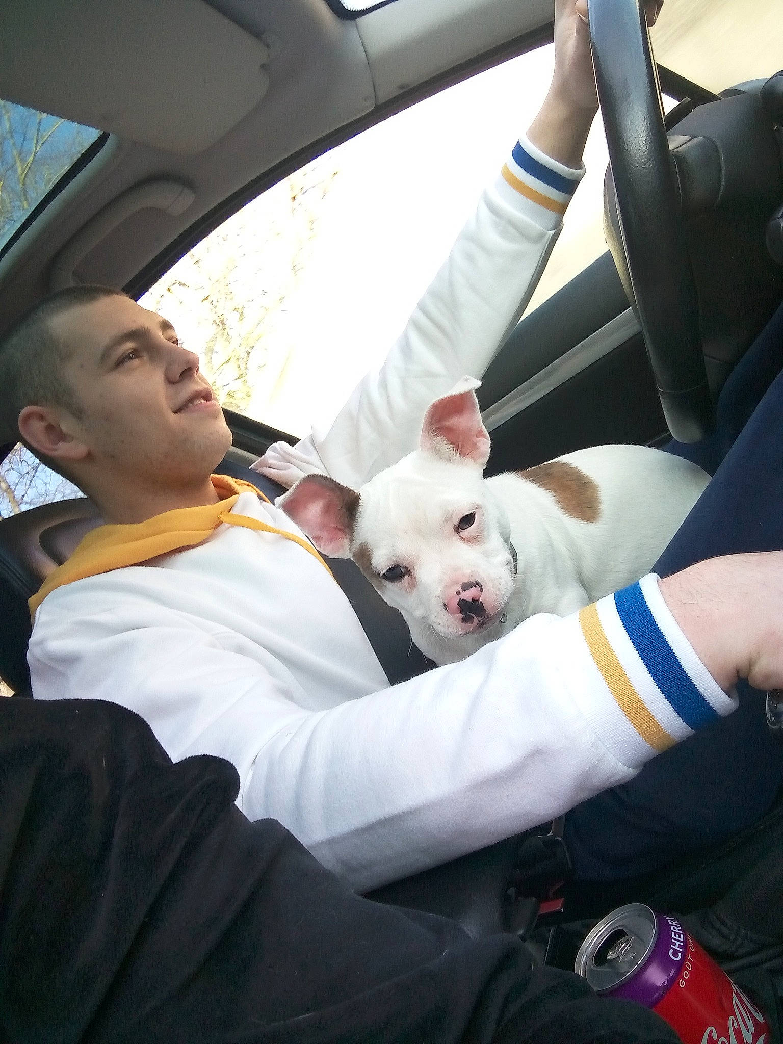 Popy participe au concours pour gagner de l'argent avec cette photo : canidae, car, car_seat, carnivore, companion_dog, dog, dog_breed, driving, non_sporting_group, vehicle