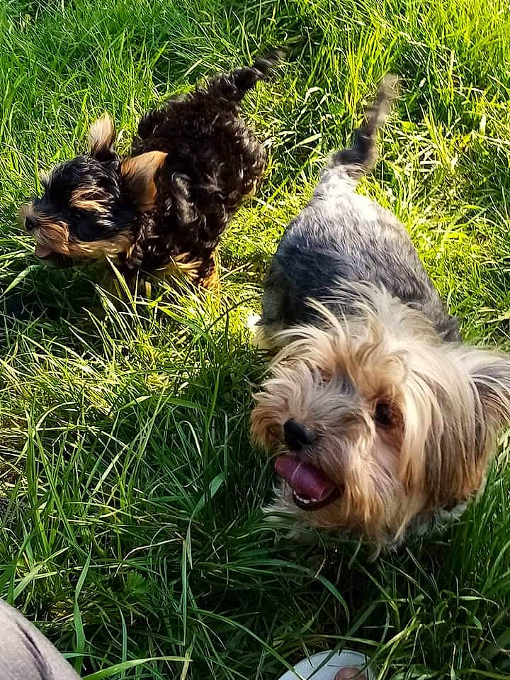 Roxy participe au concours pour gagner de l'argent avec cette photo : australian_silky_terrier, biewer_terrier, canidae, carnivore, dog, dog_breed, glen_of_imaal_terrier, grass, mammal, morkie, petit_basset_griffon_vendeen, puppy, shih_tzu, skye_terrier, sporting_group, terrier, tibetan_terrier, toy_dog, vertebrate, yorkshire_terrier