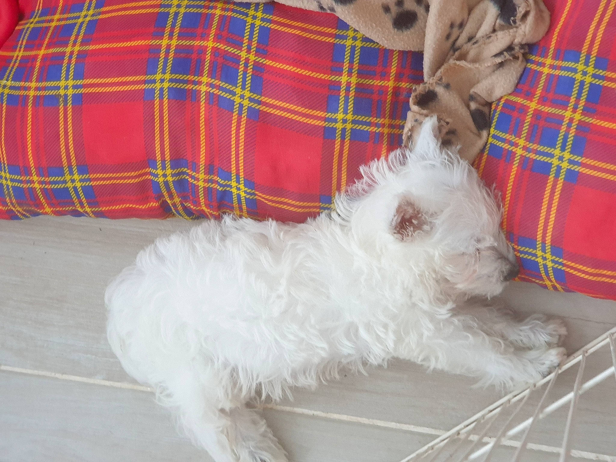 Neige a rejoint le concours — aidez-le/la à gagner de superbes lots ! bichon, carnivore, collar, companion_dog, dog, dog_breed, dog_collar, dog_supply, fur, mammal, pattern, plaid, small_terrier, sporting_group, tail, tartan, terrier, toy_dog, vertebrate, working_animal