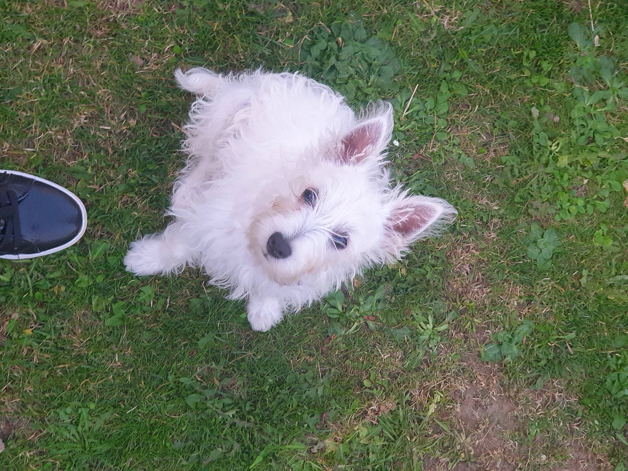 Neige a rejoint le concours — aidez-le/la à gagner de superbes lots ! canidae, carnivore, companion_dog, dog, dog_breed, fawn, grass, japanese_spitz, non_sporting_group, plant, samoyed, small_terrier, snout, spitz, sporting_group, tail, terrier, toy_dog, volpino_italiano, working_animal