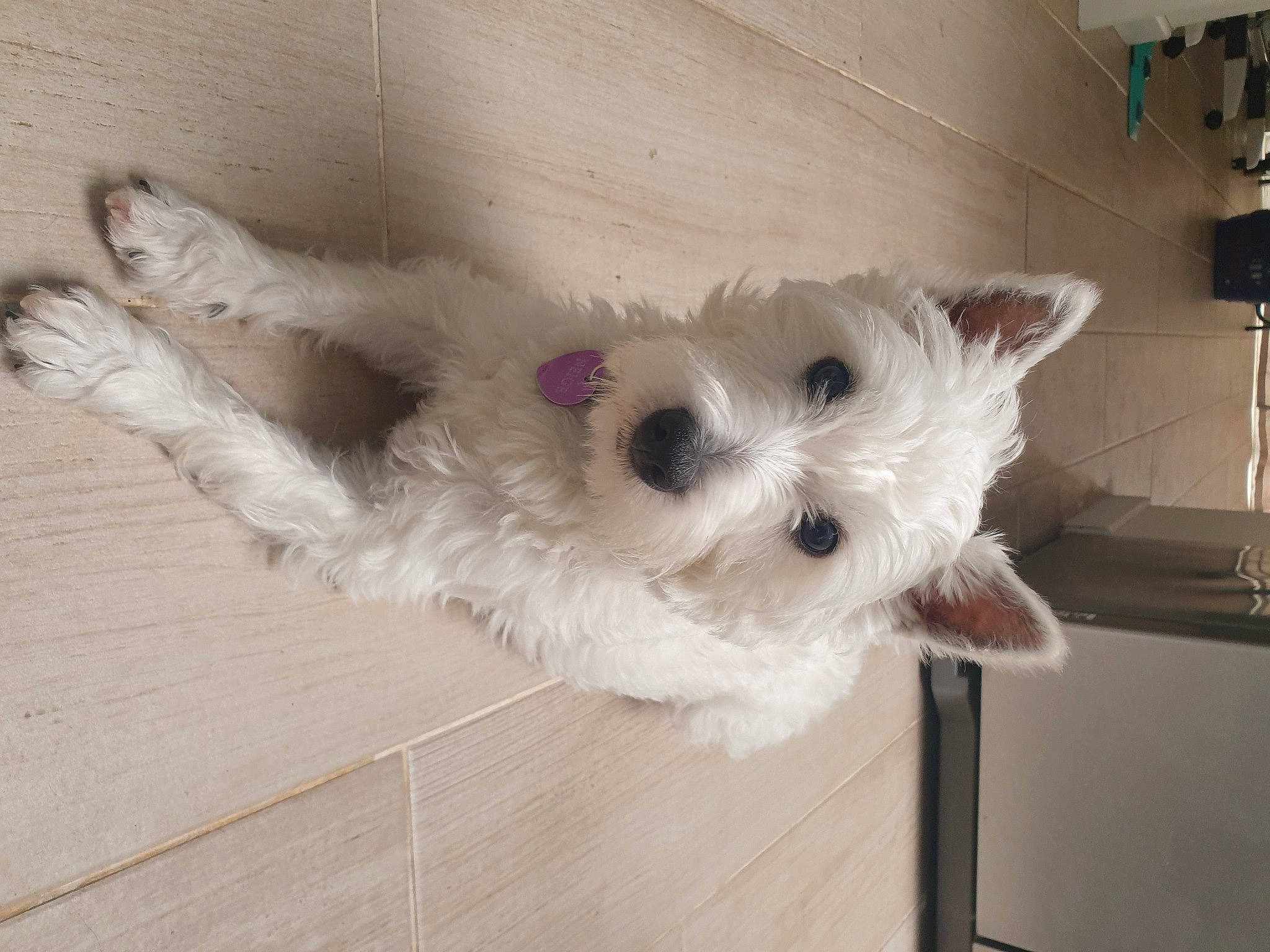 Neige a rejoint le concours — aidez-le/la à gagner de superbes lots ! canidae, carnivore, companion_dog, dog, dog_breed, dog_supply, fawn, floor, flooring, fur, hardwood, houseplant, small_terrier, snout, sporting_group, terrier, toy_dog, whiskers, wood, working_animal