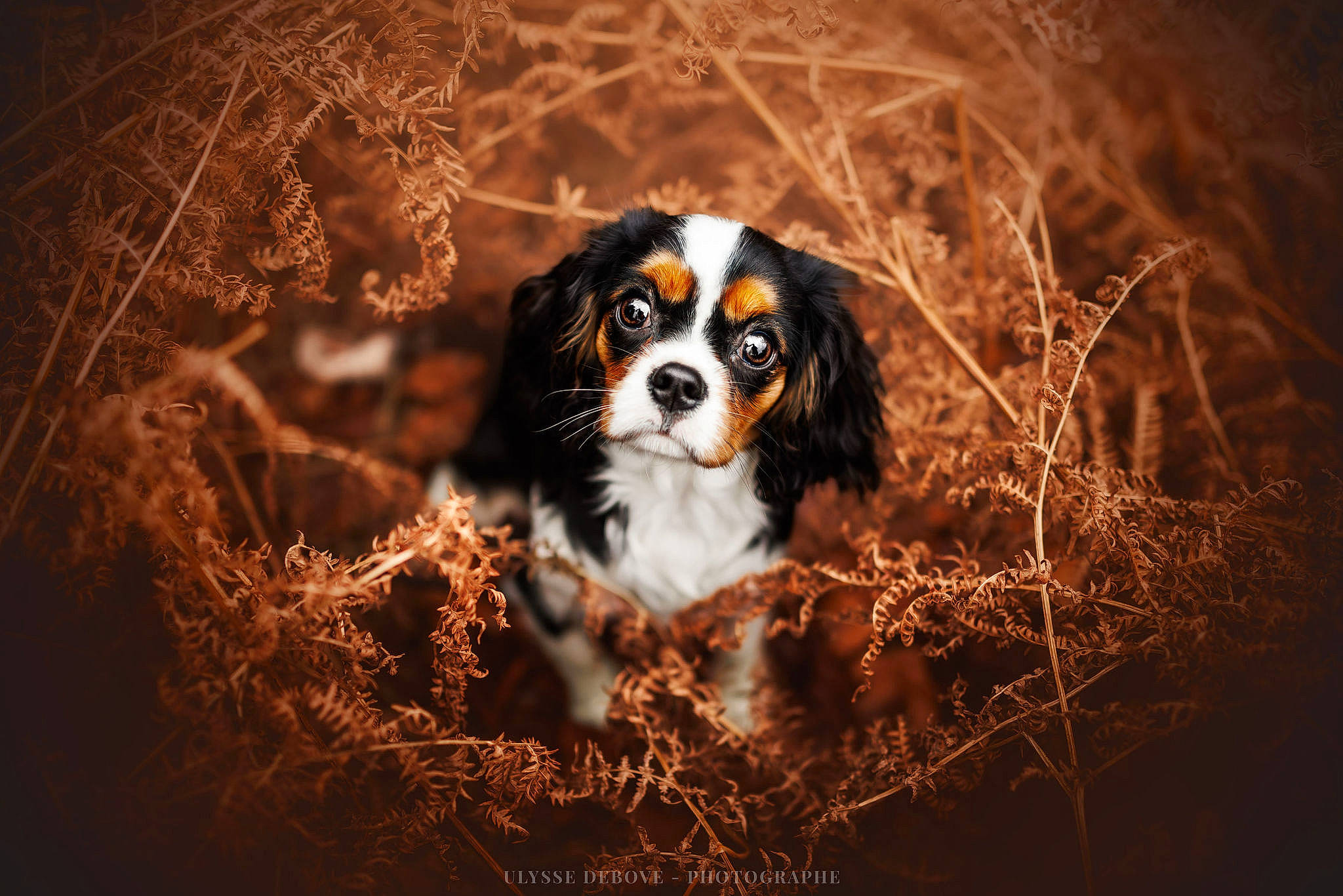 Yuki a rejoint le concours — aidez-le/la à gagner de superbes lots ! ball, carnivore, companion_dog, darkness, dog, dog_breed, flash_photography, fur, grass, sky, snout, soil, sporting_group, terrestrial_animal, toy_dog, tree, twig, whiskers, wood, working_dog