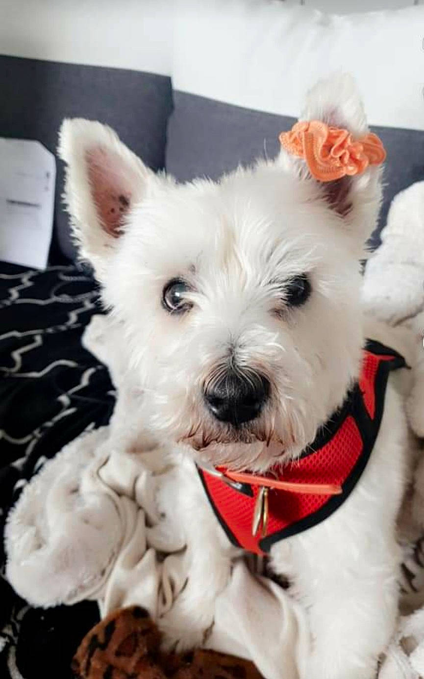 Enzo a rejoint le concours — aidez-le/la à gagner de superbes lots ! canidae, carnivore, collar, companion_dog, dog, dog_breed, dog_collar, dog_supply, fashion_accessory, fawn, fur, maltepoo, non_sporting_group, paper_towel, small_terrier, snout, sporting_group, terrier, toy_dog, working_animal