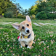 Brioche is registered to the contest to win money with this photo: animal, building, clover, collar, corgi, cute, dog, flowers, grass, greenery, head_tilt, nature, outdoor, pets, playful, puppy, sky, sunlight, trees, young_dog