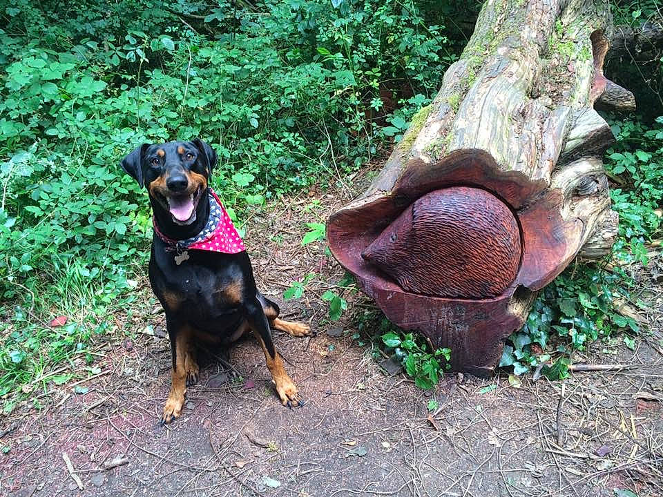 Elmo is registered to the contest to win money with this photo: alpine_dachsbracke, canidae, carnivore, dog, dog_breed, fawn, forest, german_pinscher, guard_dog, hunting_dog, miniature_pinscher, pinscher, plant, sporting_group, transylvanian_hound, tree, working_dog