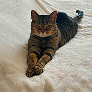 Darren joined the competition — help win amazing prizes! cat, tabby, pet, bed, blanket, feline, paws, whiskers, ears, tail, striped, nap, indoor, relaxed, cute, portrait, fur, sleepy, cozy, animal