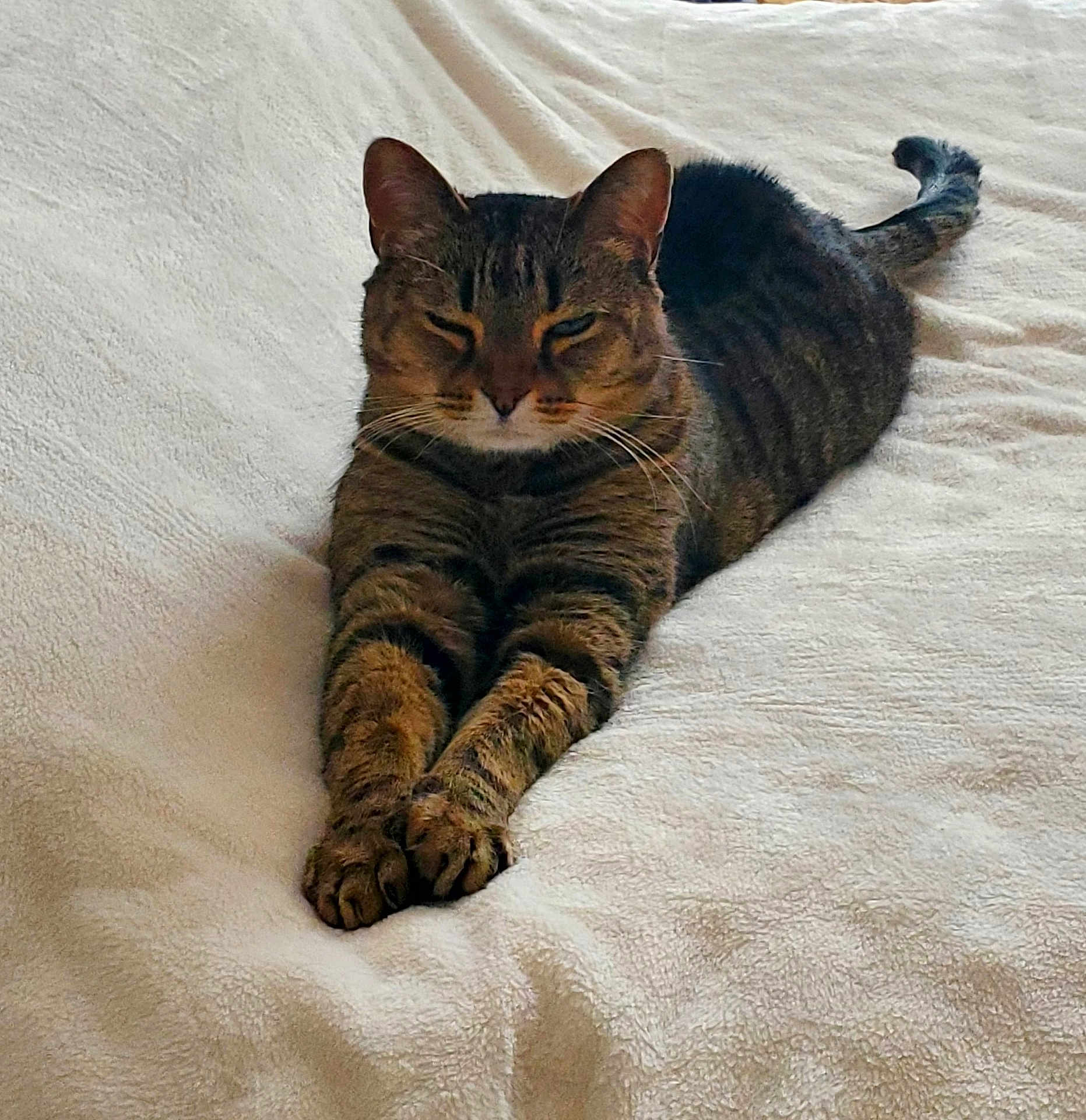 Darren joined the competition — help win amazing prizes! cat, tabby, pet, bed, blanket, feline, paws, whiskers, ears, tail, striped, nap, indoor, relaxed, cute, portrait, fur, sleepy, cozy, animal