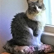 Abigail is registered to the contest to win money with this photo: cat, feline, pet, sitting, cushion, pillow, window, windowsill, fluffy, long_hair, fur, whiskers, ears, paw, indoor, cozy, blurred, soft_focus, wooden_surface, gaze