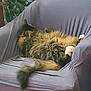 Willa joined the competition — help win amazing prizes! cat, sleeping_cat, long_hair, fluffy, tail, paw, couch, upholstery, purple_fabric, indoor, houseplant, nap, relaxed, pet, domestic_cat, fur, whiskers, cozy, lounging, sofa