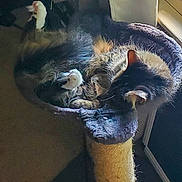 Willa is registered to the contest to win money with this photo: cat, sleeping_cat, pet, feline, cat_tree, window, sunlight, paw, fur, ear, cozy, indoor, nap, resting, whiskers, cat_bed, furniture, blanket, relaxed, pet_toy