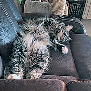 Vinnie is registered to the contest to win money with this photo: cat, tabby_cat, fluffy, sleeping, paw, whiskers, leather_recliner, sofa, upholstery, indoor, living_room, cushion, cat_tree, bookshelf, relaxed, nap, pet, cozy, fur, stretched_out