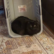 Cato joined the competition — help win amazing prizes! cat, black_cat, laundry_basket, basket, rug, patterned_rug, carpet, floor, pet, indoor, home, cozy, sitting, looking_at_camera, eyes, fur, container, sticker, sofa, furniture