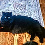 black_cat, cat, feline, pet, fluffy, green_eyes, whiskers, hardwood_floor, area_rug, indoor, lying_down, relaxed, tail, paws, gaze, fur, portrait, living_room, domestic_animal, cozy