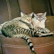 Angel And Stitch joined the competition — help win amazing prizes! cat, cats, tabby_cat, masked_cat, two_cats, cuddling, resting, sleepy, tail, whiskers, paws, fur, indoor, sofa, leather_sofa, stitched_seams, brown_furniture, cozy, pet, closeup