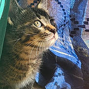 Mordekai is registered to the contest to win money with this photo: cat, kitten, tabby, curious, whiskers, sunlight, curtain, blue, brown, pattern, indoor, pet, animal, closeup, feline, young, portrait, looking_up, texture, shadow
