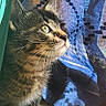 cat, kitten, tabby, curious, whiskers, sunlight, curtain, blue, brown, pattern, indoor, pet, animal, closeup, feline, young, portrait, looking_up, texture, shadow