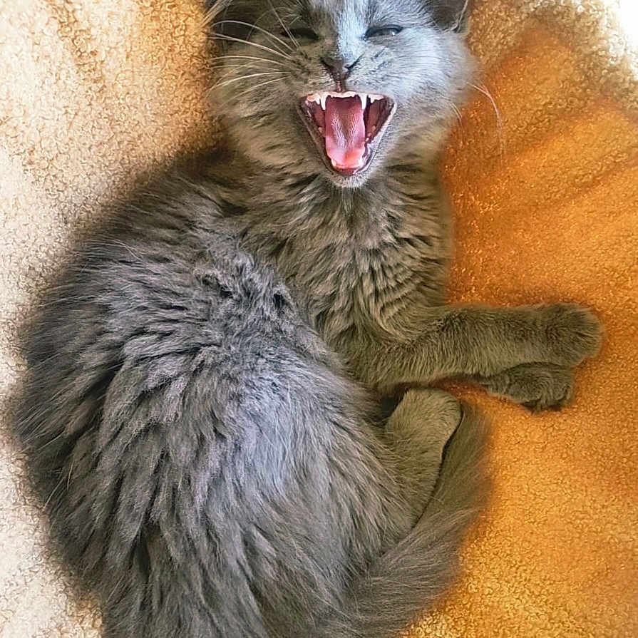 Mika is registered to the contest to win money with this photo: kitten, cat, gray_fur, yawning, teeth, cozy, blanket, fur, cute, pet, animal, sleepy, resting, indoor, closeup, small, whiskers, paw, feline, curled_up