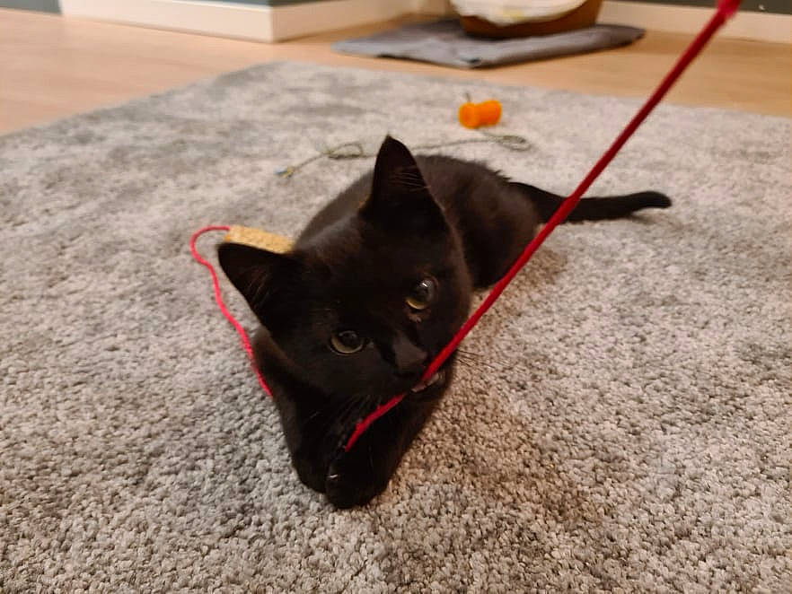 Mew participe au concours pour gagner de l'argent avec cette photo : black_cat, bombay, carmine, carnivore, cat, domestic_short_haired_cat, fashion_accessory, felidae, flooring, fur, small_to_medium_sized_cats, snout, tail, whiskers, wood