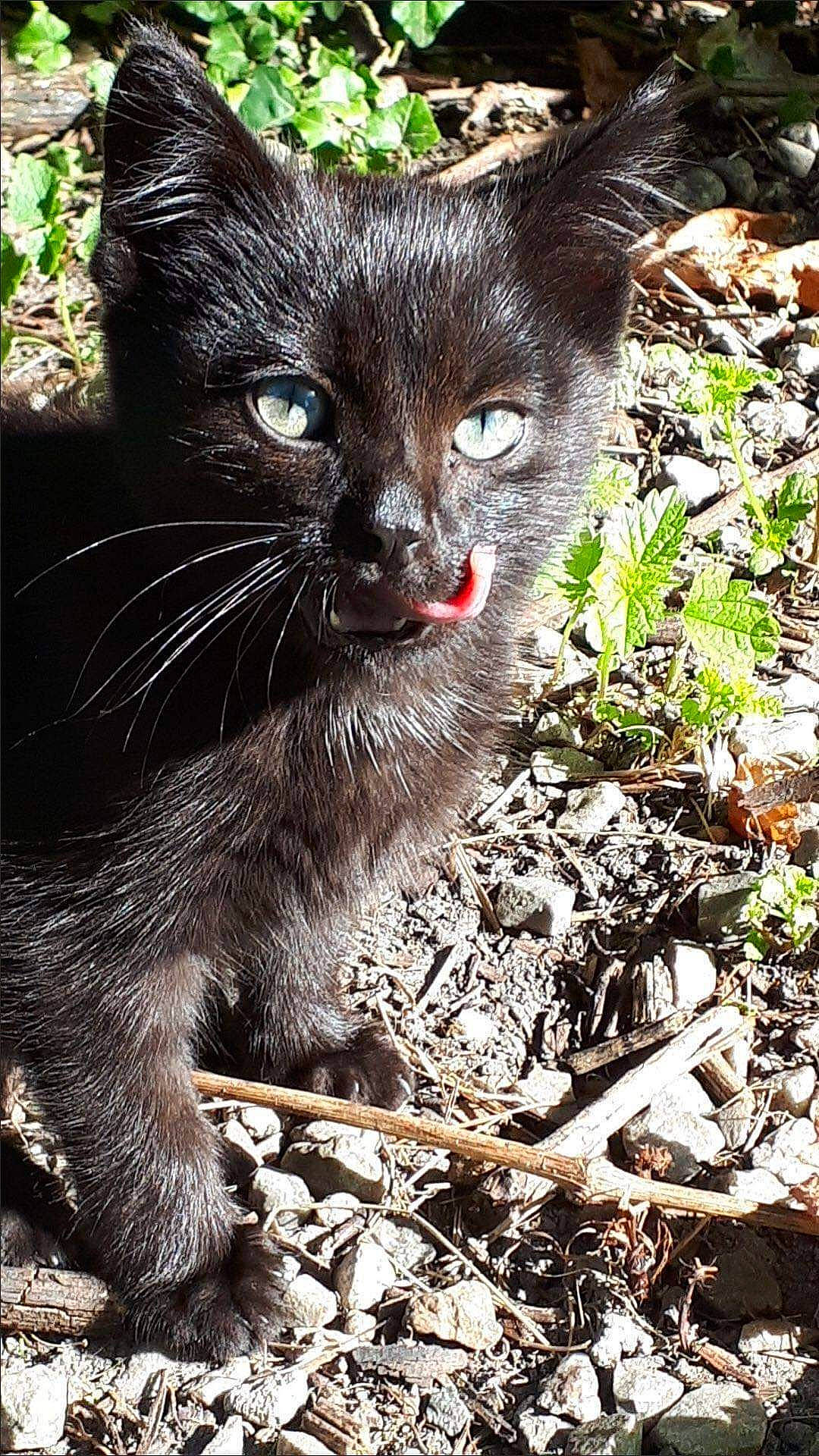 Mew participe au concours pour gagner de l'argent avec cette photo : black_cat, botany, carnivore, cat, domestic_short_haired_cat, fawn, felidae, fur, grass, groundcover, paw, plant, shrub, small_to_medium_sized_cats, snout, soil, tail, terrestrial_animal, tree, whiskers