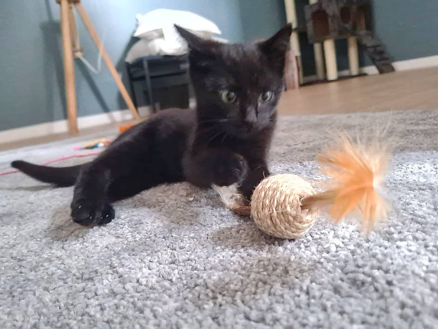 Mew participe au concours pour gagner de l'argent avec cette photo : acorn, black_cat, bombay, carnivore, cat, cat_toy, domestic_short_haired_cat, fawn, felidae, floor, flooring, fur, grey, hardwood, paw, small_to_medium_sized_cats, tail, toy, whiskers, wood