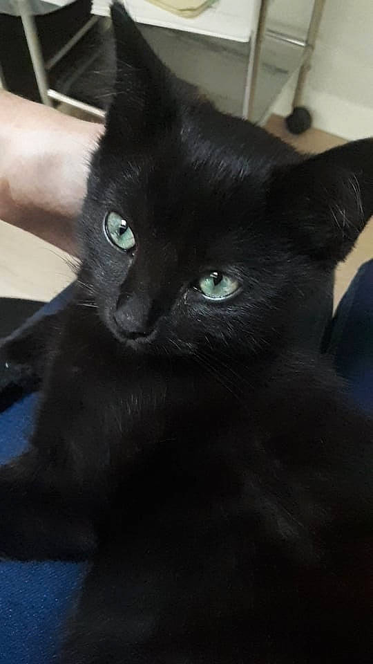 Mew a rejoint le concours — aidez-le/la à gagner de superbes lots ! black_cat, carnivore, cat, domestic_short_haired_cat, ear, eye, felidae, fur, havana_brown, iris, small_to_medium_sized_cats, snout, terrestrial_animal, whiskers