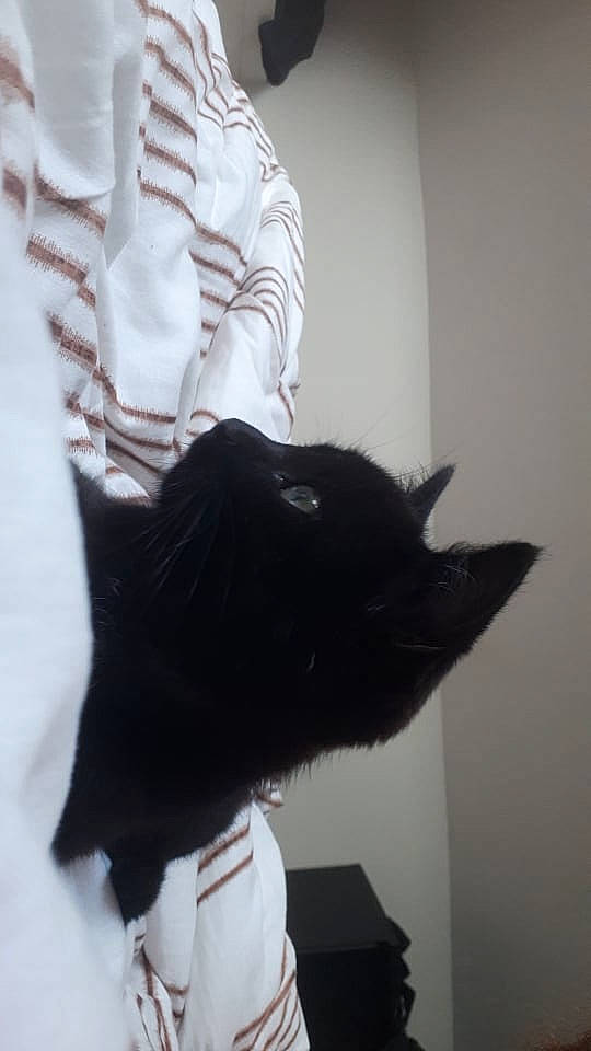 Mew participe au concours pour gagner de l'argent avec cette photo : black_cat, carnivore, cat, dress_shirt, ear, felidae, formal_wear, gesture, glove, grey, headgear, neck, sleeve, small_to_medium_sized_cats, snout, sunglasses, tail, textile, whiskers, window