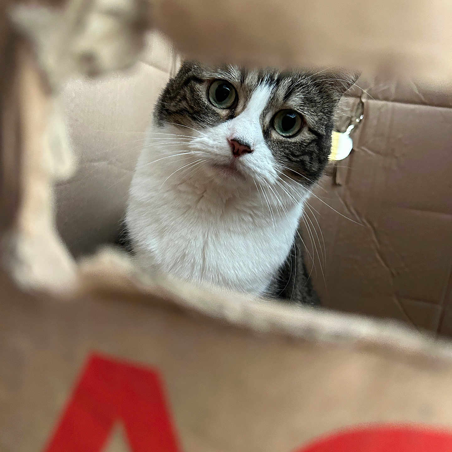 Plume a rejoint le concours — aidez-le/la à gagner de superbes lots ! abyssinian, animal, bag, box, cardboard, carton, cat, kitten, manx, pet, pingpong, pingpongpaddle, racket, siamese, sport