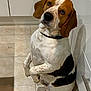 dog, pet, beagle, sitting, tile_floor, kitchen, cabinets, brown_and_white_fur, collar, looking_up, paws, shadow, indoor, portrait, begging, big_eyes, droopy_ears, muzzle, nose, floor_tiles