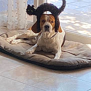 Païko participe au concours pour gagner de l'argent avec cette photo : dog, pet, indoor, mat, hat, costume, black_cat_hat, window, tile_floor, sunlight, curtains, relaxed, animal, funny, brown_and_white, ears, face, lying_down, domestic, cute